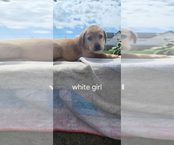 Medium Photo #4 Labrador Retriever Puppy For Sale in CHICORA, PA, USA