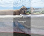 Small #3 Labrador Retriever