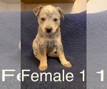 Small Photo #5 Australian Cattle Dog Puppy For Sale in TOPPENISH, WA, USA