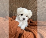 Puppy Acorn Maltese-Poodle (Toy) Mix