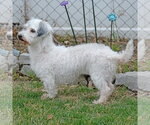 Small #7 Maltese Dinmont Terrier