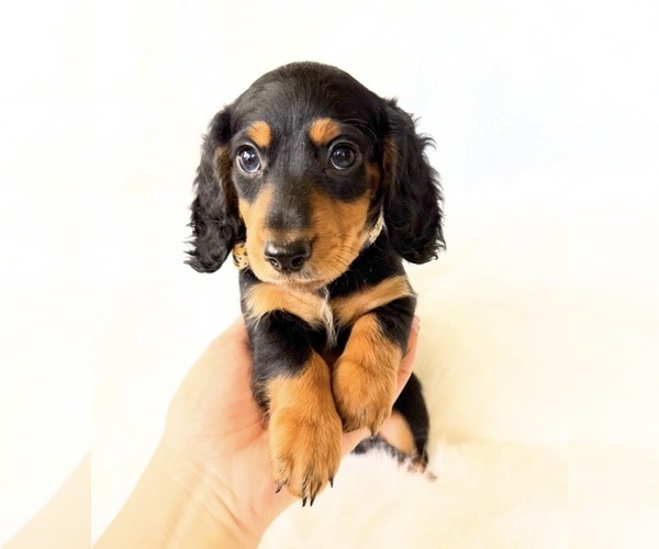 Medium Photo #1 Dachshund Puppy For Sale in DAVIS, CA, USA