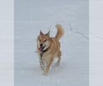 Small #1 Labrador Retriever Mix