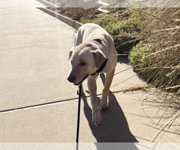 Medium Photo #3 Labrador Retriever-Unknown Mix Puppy For Sale in The Woodlands, TX, USA