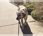 Small #2 Labrador Retriever Mix
