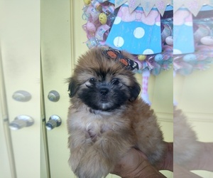 Zuchon Puppy for sale in PLANT CITY, FL, USA