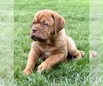 Small #2 Dogue de Bordeaux