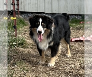 Father of the Miniature Australian Shepherd puppies born on 03/30/2026