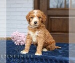 Small #1 Goldendoodle (Miniature)