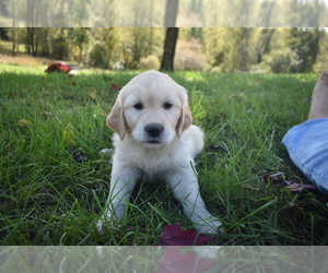 Golden Retriever Puppy for sale in MARSHALL, VA, USA