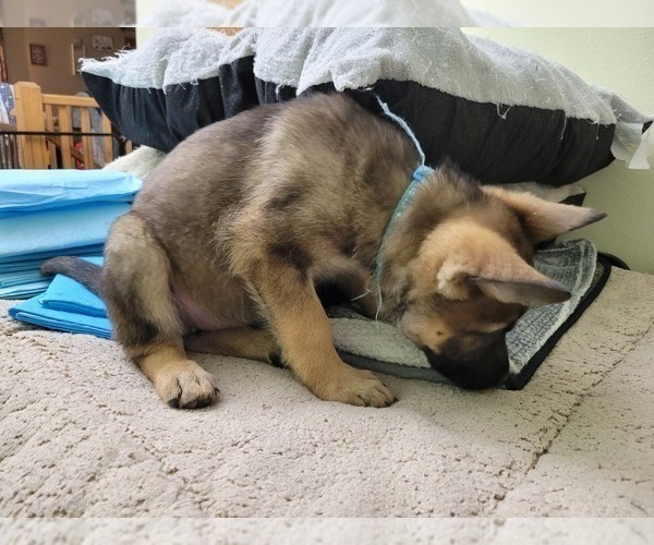 Medium Photo #8 German Shepherd Dog Puppy For Sale in SAINT CROIX FALLS, WI, USA