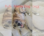 Small Photo #1 Daniff-Neapolitan Mastiff Mix Puppy For Sale in MONTEVIEW, ID, USA