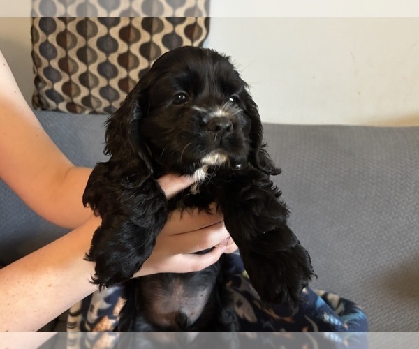 Medium Photo #10 Cocker Spaniel Puppy For Sale in COLBERT, GA, USA