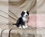 Small Photo #7 Bernedoodle Puppy For Sale in ATOKA, OK, USA