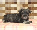 Small #1 Schnauzer (Miniature)