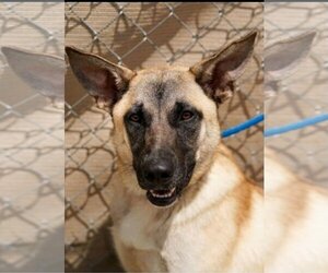 German Shepherd Dog-Unknown Mix Dogs for adoption in LOGANVILLE, GA, USA