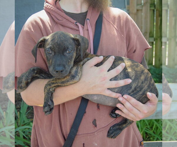 Medium Photo #2 American Staffordshire Terrier-Boxer Mix Puppy For Sale in Huntley, IL, USA
