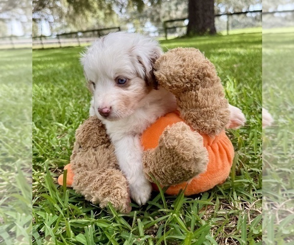 Medium Photo #8 Miniature Australian Shepherd Puppy For Sale in ANTHONY, FL, USA