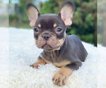 Small Photo #4 French Bulldog Puppy For Sale in HILLSBORO BCH, FL, USA