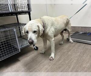 Labrador Retriever Dogs for adoption in Pasadena, CA, USA