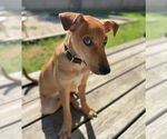 Small #4 German Pinscher Mix