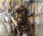 Puppy Mocha Labrador Retriever
