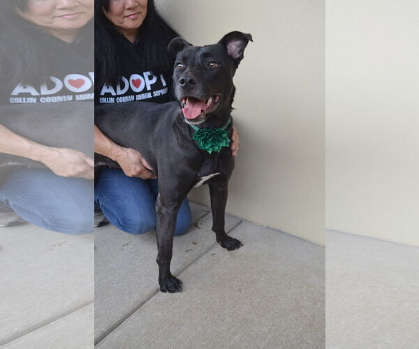 Medium Photo #2 American Pit Bull Terrier-Unknown Mix Puppy For Sale in McKinney, TX, USA