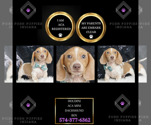 Dachshund Puppy for sale in WARSAW, IN, USA