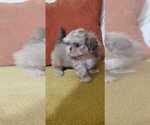 Small Photo #3 Shih Tzu Puppy For Sale in JOHNSTON, RI, USA