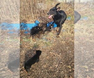 German Shepherd Dog Litter for sale in KANSAS CITY, MO, USA