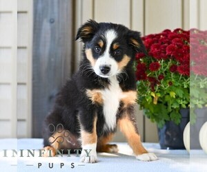 Miniature Australian Shepherd Puppy for sale in REBERSBURG, PA, USA