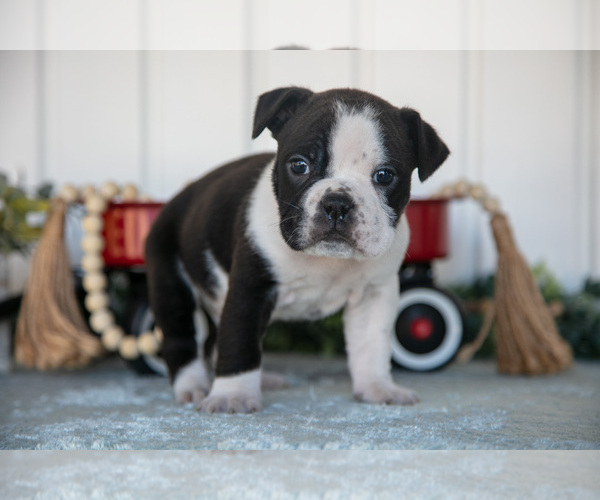 Medium Photo #17 Victorian Bulldog Puppy For Sale in MILLERSBURG, IN, USA