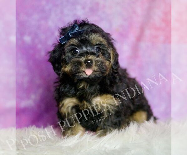 Medium Photo #2 Morkie Puppy For Sale in WARSAW, IN, USA