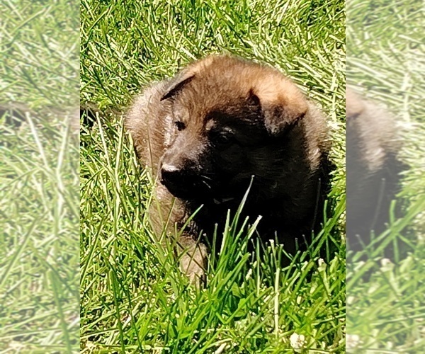 Medium Photo #14 German Shepherd Dog Puppy For Sale in BEAVER FALLS, PA, USA