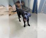 Small Labrador Retriever Mix