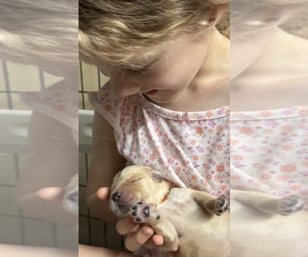 Medium Photo #4 Golden Retriever Puppy For Sale in FREMONT, OH, USA