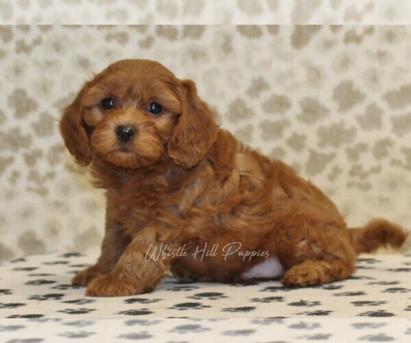 Medium Photo #4 Cavapoo Puppy For Sale in DENVER, PA, USA