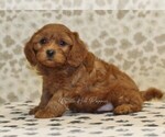 Small #3 Cavapoo