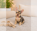 Small #2 French Bulldog