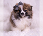 Small Photo #74 Pomeranian Puppy For Sale in WARSAW, IN, USA
