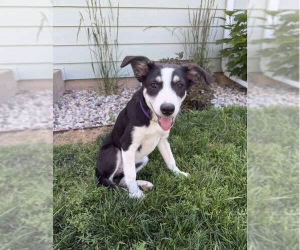 Medium Photo #16 Australian Shepherd-Unknown Mix Puppy For Sale in Grafton, WI, USA