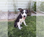 Small #15 Australian Shepherd Mix