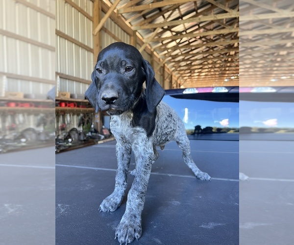 Medium Photo #1 German Shorthaired Pointer Puppy For Sale in WARSAW, NC, USA