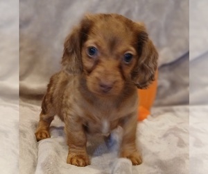 Dachshund Puppy for Sale in BURLINGTON, Massachusetts USA