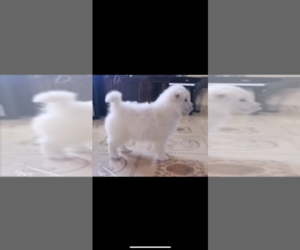 Samoyed Puppy for sale in SAN BERNARDINO, CA, USA