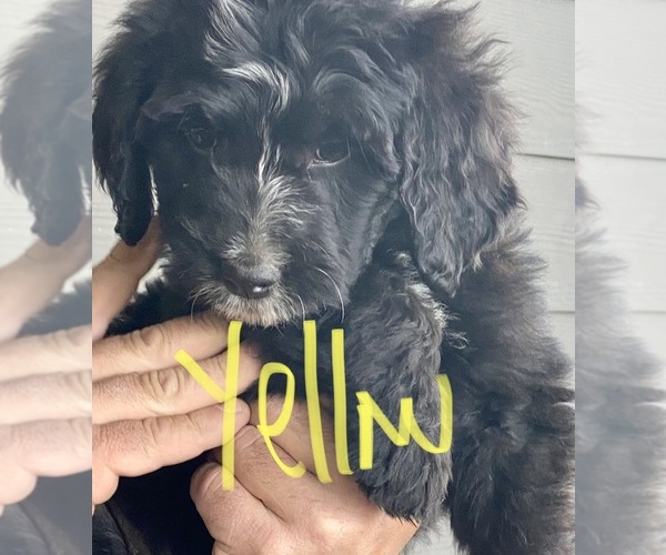 Medium Photo #3 Bernedoodle Puppy For Sale in WALNUT GROVE, MO, USA