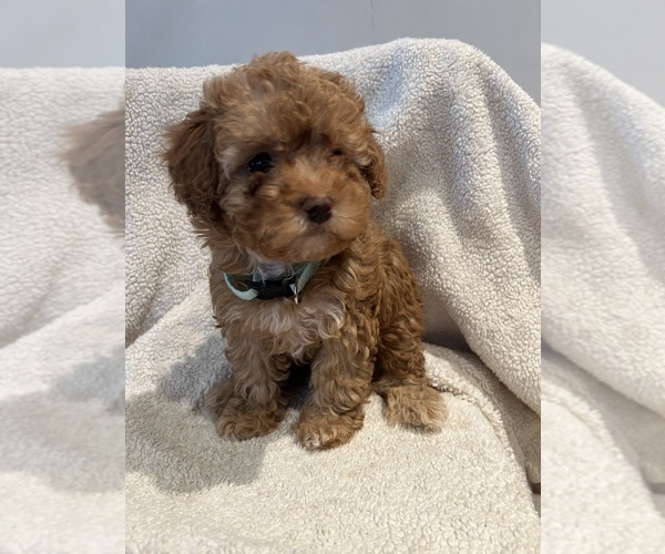 Medium Photo #5 Poodle (Toy)-ShihPoo Mix Puppy For Sale in FARMINGTON, MI, USA