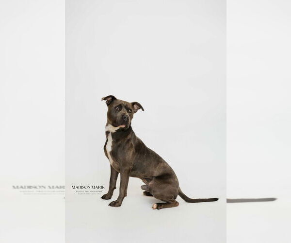 Medium Photo #5 American Pit Bull Terrier Puppy For Sale in Chestertown, MD, USA