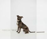 Small #4 American Pit Bull Terrier