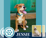 Small #1 American Pit Bull Terrier-Labrador Retriever Mix